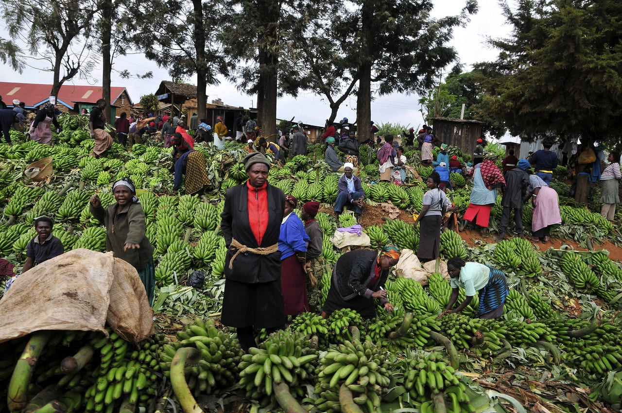 Bananenmarkt-Banana-market-Mount-Kenya-Region-Kenia-Ghana-Entwicklungshilfe-Kritisches-Netzwerk-Subsahara-Selbsthilfe-Armut-Bananenernte-Bananenexport-Afrika-Africa