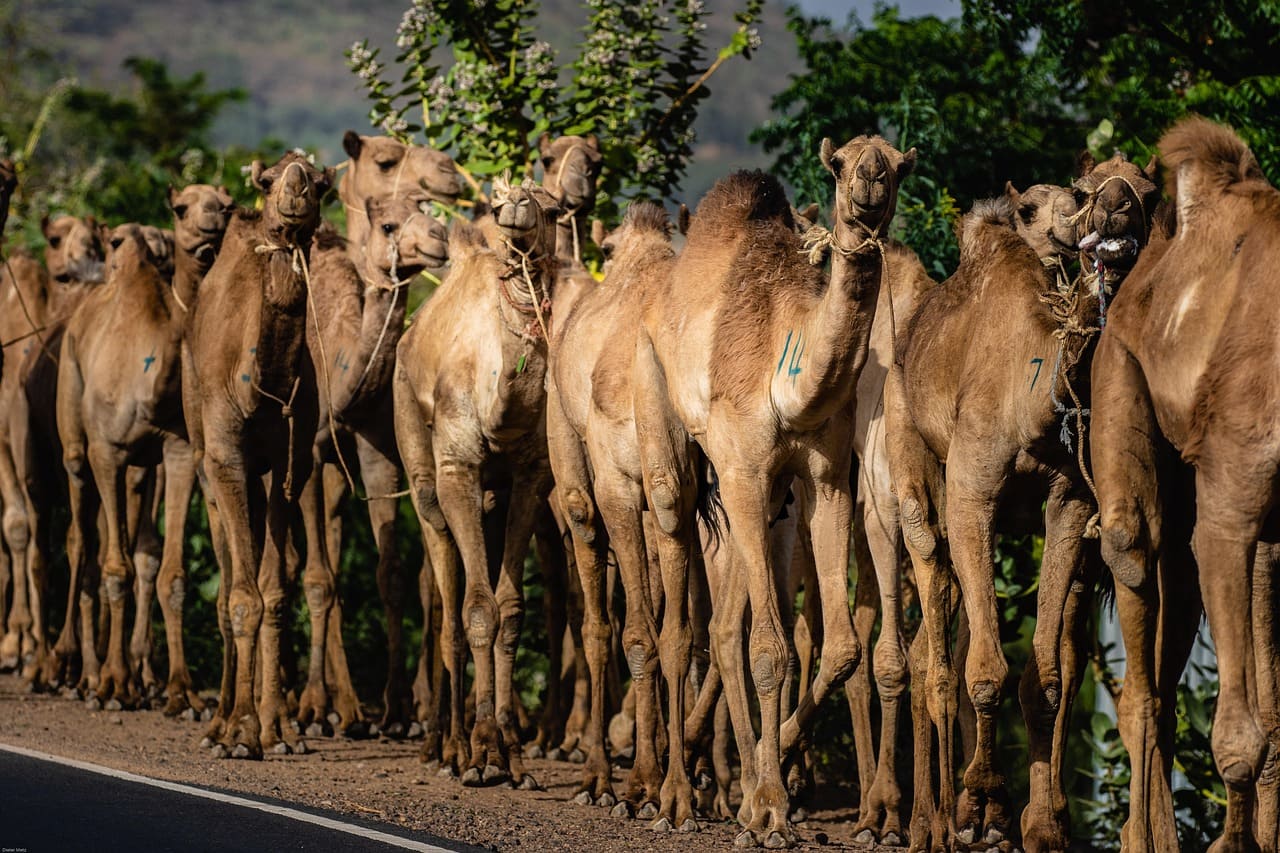 Dromedar_Dromedare_Dromedarhaltung_Dromedarherde_Dromedarhoecker_Dromedarzucht_Camelus_dromedarius_Einhoeckriges_Arabisches_Kamel_Rueckenhoecker_Kritisches-Netzwerk