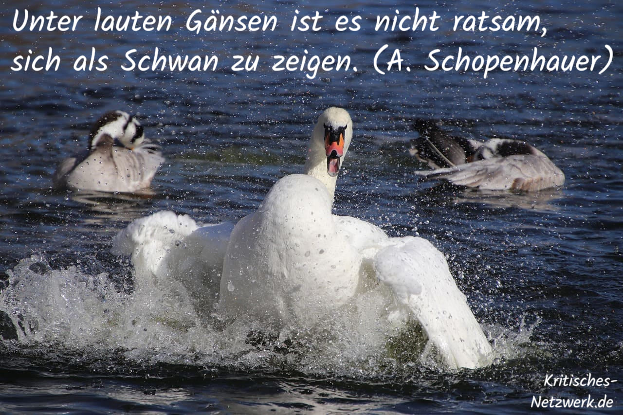 Schwan_Gans_Gaense_Hoeckerschwan_Schwaene_Bartgaense_Unter_lauten_Gaensen_ist_es_nicht_ratsam_sich_als_Schwan_zu_zeigen_Arthur_Schopenhauer_Kritisches-Netzwerk